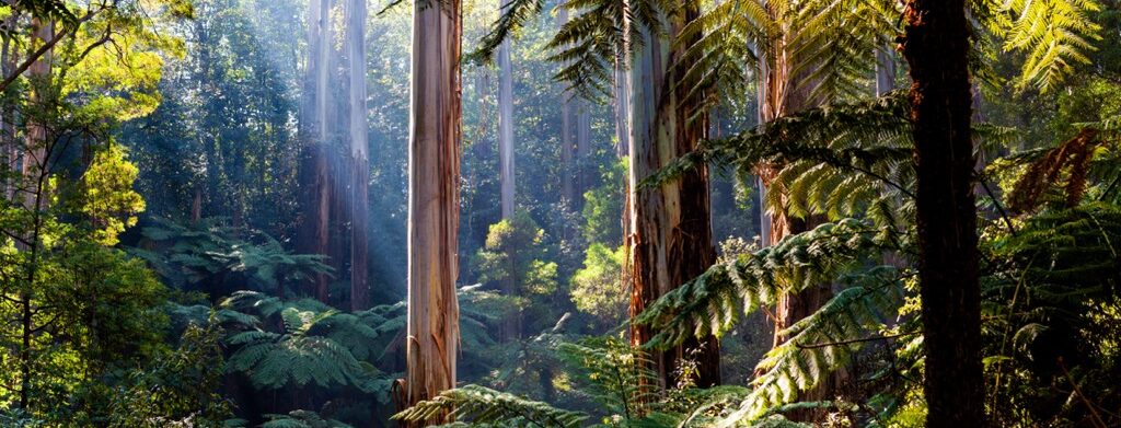 Natife,australian,rainforest, ,eucalyptus,trees,and,ferns